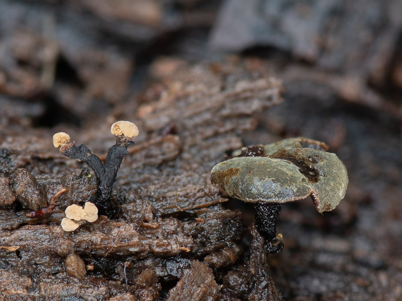 Diplocarpa bloxamii